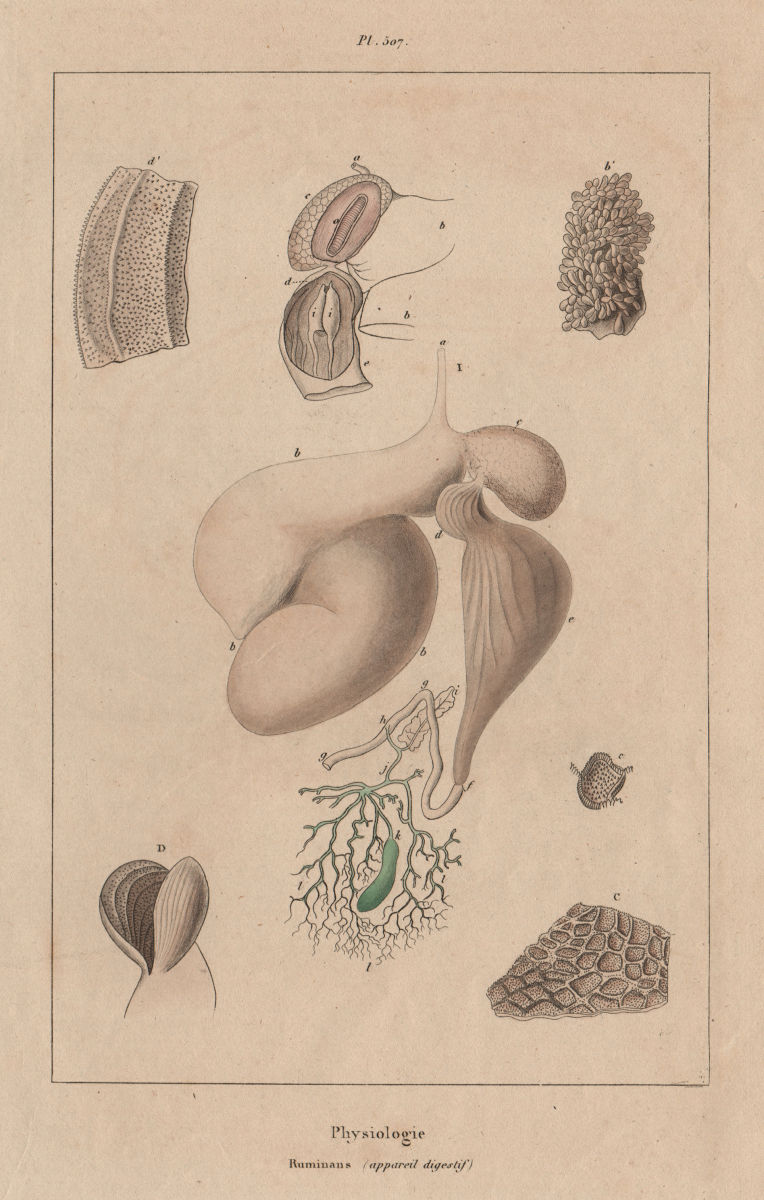 PHYSIOLOGY. Ruminans (appareil digestif). Ruminant digestive system 1833 print
